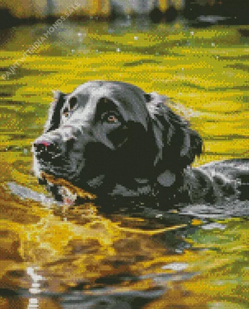 English Cocker Spaniel Swimming Diamond Painting