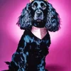 English Cocker Spaniel With Crown Diamond Painting