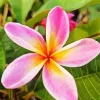 Frangipani Diamond Painting