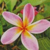 Frangipani Diamond Painting