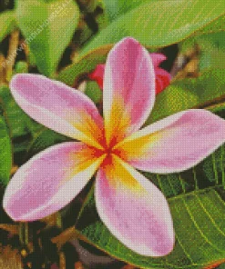 Frangipani Diamond Painting