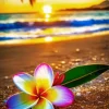 Frangipani Flower In The Beach Diamond Painting