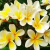 Frangipani Plants Diamond Painting