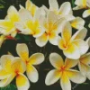 Frangipani Plants Diamond Painting