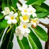 Frangipani Tree Diamond Painting