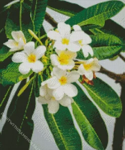 Frangipani Tree Diamond Painting