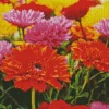 Gazania Field Diamond Painting