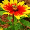 Gazania Flower With Bee Diamond Painting