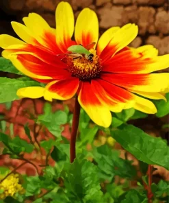 Gazania Flower With Bee Diamond Painting