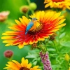 Gazania With A Blue Bird Diamond Painting