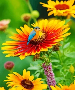 Gazania With A Blue Bird Diamond Painting