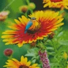 Gazania With A Blue Bird Diamond Painting