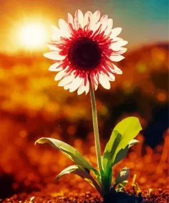 Gazania With Sunrise Diamond Painting