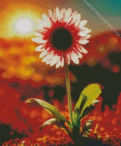 Gazania With Sunrise Diamond Painting