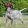 German Shorthaired Pointer Animal Diamond Painting