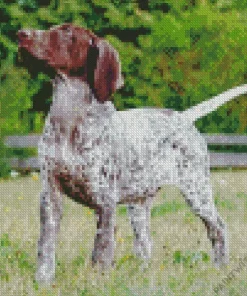 German Shorthaired Pointer Animal Diamond Painting