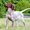 German Shorthaired Pointer Animal Diamond Painting