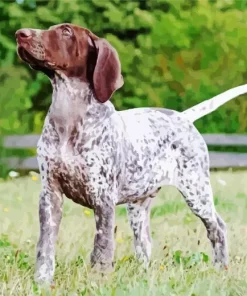 German Shorthaired Pointer Animal Diamond Painting