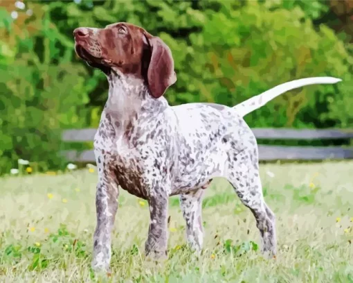 German Shorthaired Pointer Animal Diamond Painting