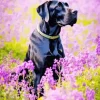 German Shorthaired Pointer In Lavednder Field Diamond Painting