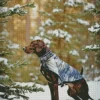 German Shorthaired Pointer In Snow Diamond Painting