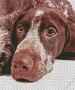 German Shorthaired Dog Diamond Painting