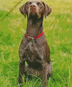 German Shorthaired Puppy Diamond Painting