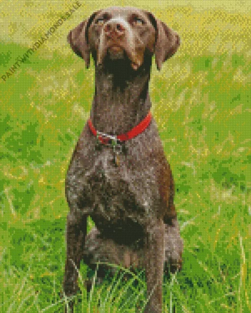 German Shorthaired Puppy Diamond Painting