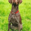 German Shorthaired Puppy Diamond Painting