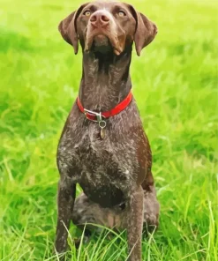 German Shorthaired Puppy Diamond Painting