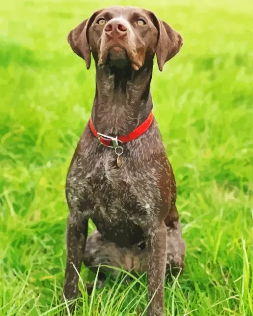 German Shorthaired Puppy Diamond Painting