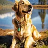 Golden Retriever Diamond Painting