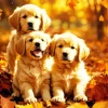 Golden Retriever Puppies Diamond Painting