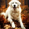 Great Pyrenees Dog Diamond Painting