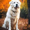 Great Pyrenees In Autumn Leaves Diamond Painting