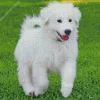 Great Pyrenees Puppy Diamond Painting