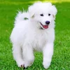 Great Pyrenees Puppy Diamond Painting