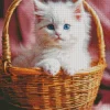 Himalayan Cat In A Basket Diamond Painting