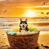 Husky Dog In The Beach Diamond Painting