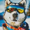 Husky Dog Skiing Diamond Painting