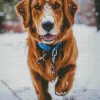 Irish Setter Dog In Snow Diamond Painting