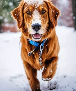 Irish Setter Dog In Snow Diamond Painting