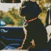 Labradoodle Dog In Car Diamond Painting