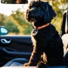 Labradoodle Dog In Car Diamond Painting