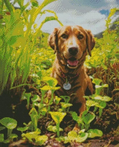 Labrador Retriever In A Garden Diamond Painting