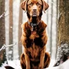 Labrador Retriever In A Snowy Forest Diamond Painting