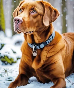 Labrador Retriever In Snow Diamond Painting