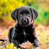 Labrador Retriever Puppy Diamond Painting