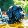 Labrador Retriever Swimming Diamond Painting