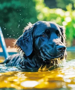 Labrador Retriever Swimming Diamond Painting